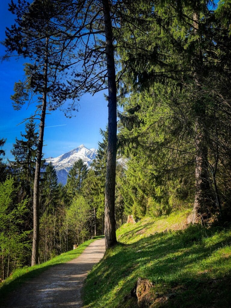 path, hike, forest, walk, outlook, mountain, mountain peak, heaven, pine, trees, green, nature, trail, landscape, meadow, vacations, mountain hiking
