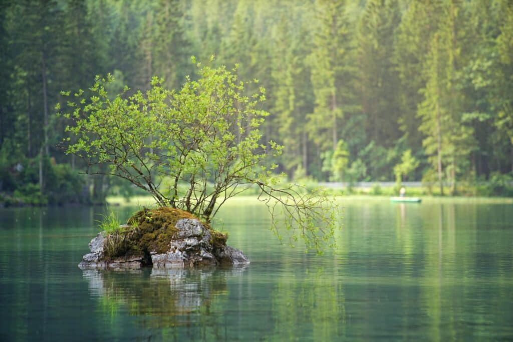 A peaceful isolated tree on a rocky islet surrounded by a calm lake and lush forest.
