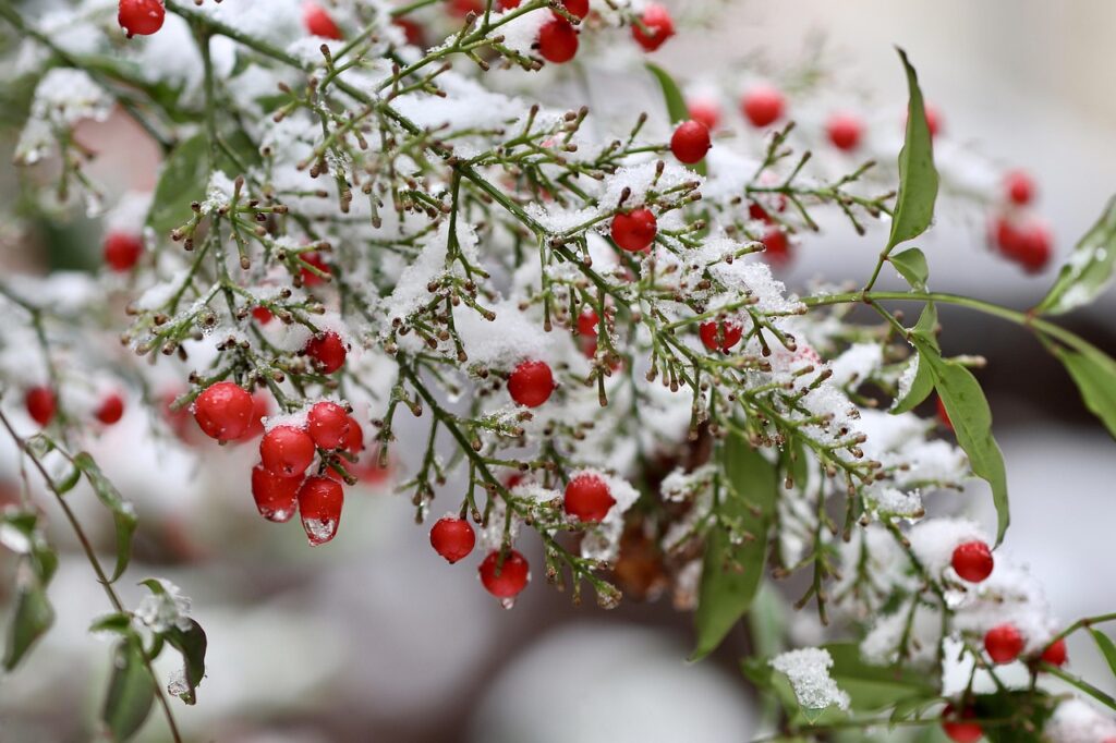 heavenly bamboo, nandina, berry, poisonous, barberry family, frost, frozen, nature, snow, evergreen, winter, covered in snow, branch