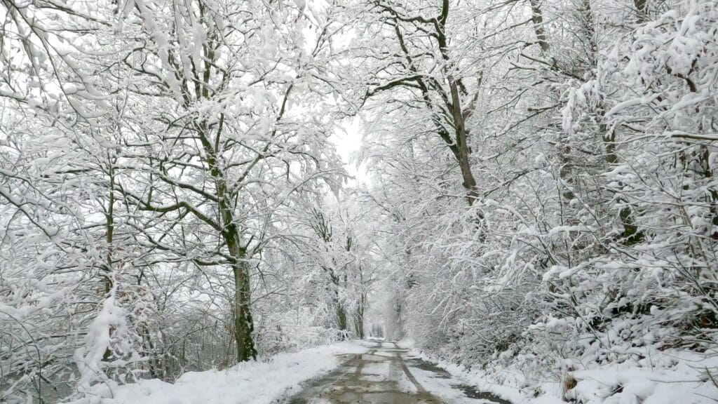 A tranquil snow-covered path through a winter forest with bare trees.